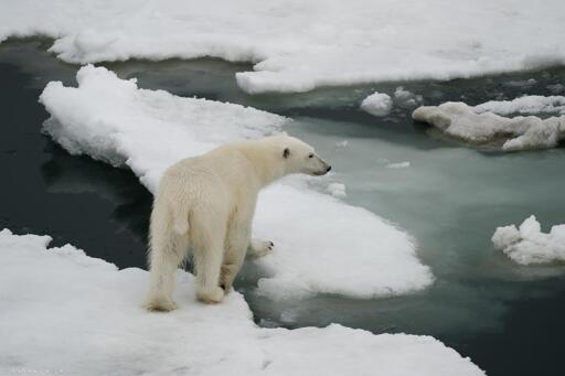 A polar bear had been attracted by the interesting smells and had walked across the ice flows towards the ship but after a short investigation it was time to walk away. Here we have the bear walking away, stepping from one piece of brash ice to another. It has turned its head slightly towards the ship so that it is in profile. 