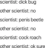 The cock roach