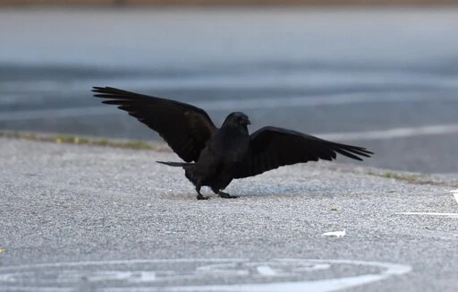 Poll: Vancouverites are pro-crow