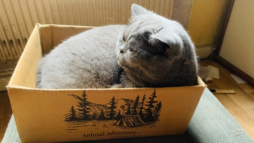 A gray cat is resting inside a cardboard box labeled "Animal Adventure," with an illustration of trees and a tent. The background features a radiator and a wooden floor.