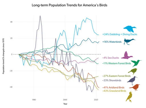 US bird populations continue alarming decline, new report finds
