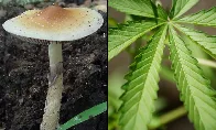 UN body reaffirms that marijuana legalization violates international treaties, while addressing Germany cannabis reform and U.S. psychedelics movement