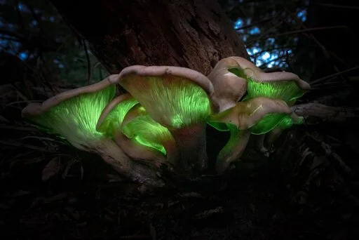 Queer as Fungi: What Mushrooms Can Teach Us About Resistance and Community