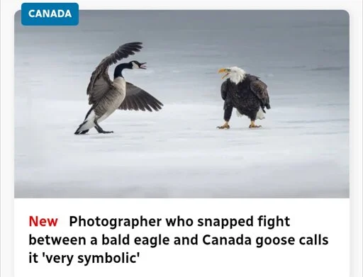 A Canada Goose fighting a bald eagle on frozen ground