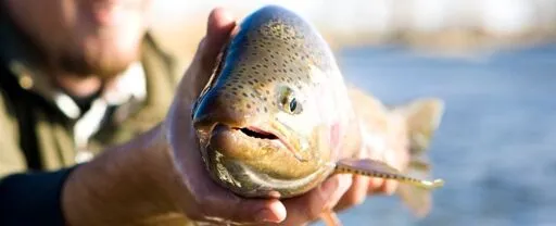 Fish Suffer Up to 22 Minutes of Intense Pain When Taken Out of Water