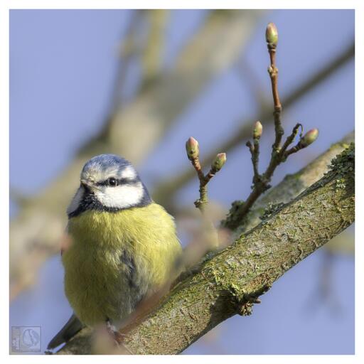 A Square crop of a small colourful bird and new buds on a tree