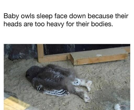 The cuteness!