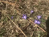What is this flower?