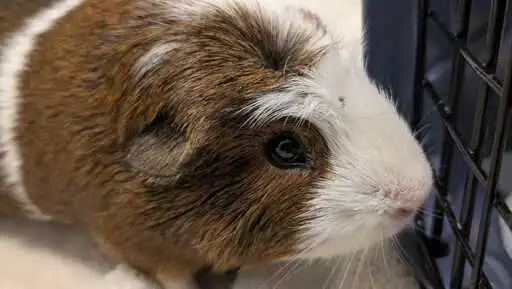 Heartbreaking: Nearly 60 guinea pigs dumped on road in Florida. What to know, how to help