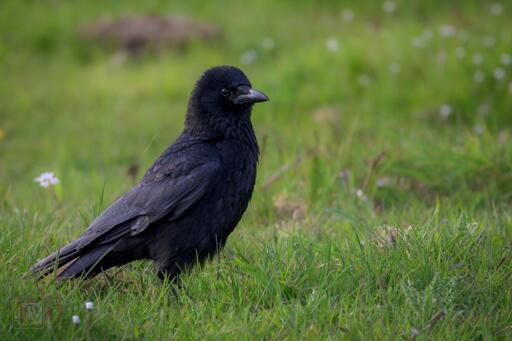 a large black crow stood in the grass