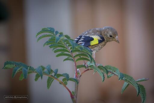 A Goldfinch in a Rowan Tree