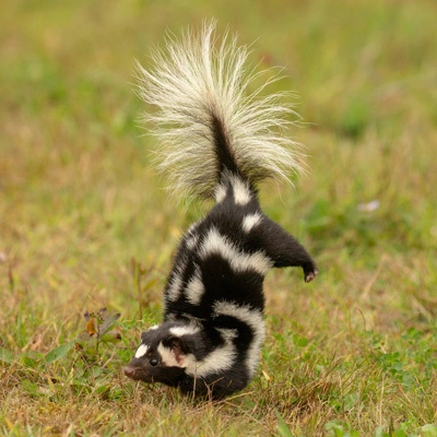 ‘The Acrobats Of The Skunk World,’ Scientists Discover Handstanding Spotted Skunks