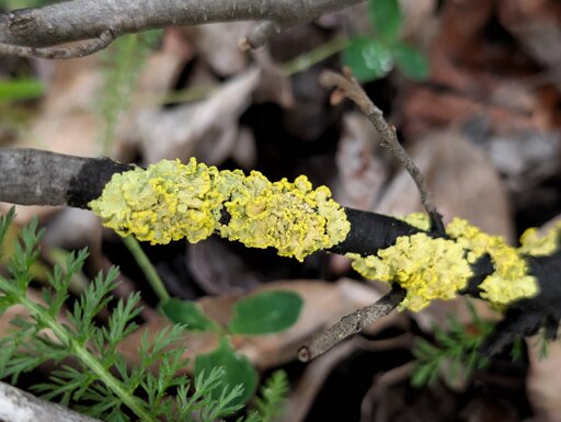 Wooden stick against the forest floor with bright yellow lichen growing along it.